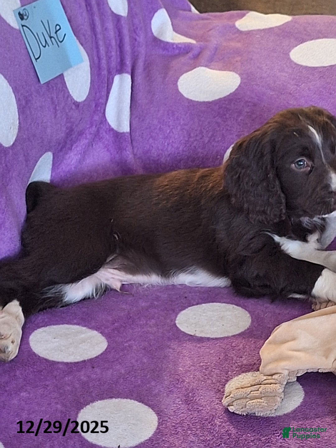 English Springer Spaniel dogs for sale: Duke - Ad 5