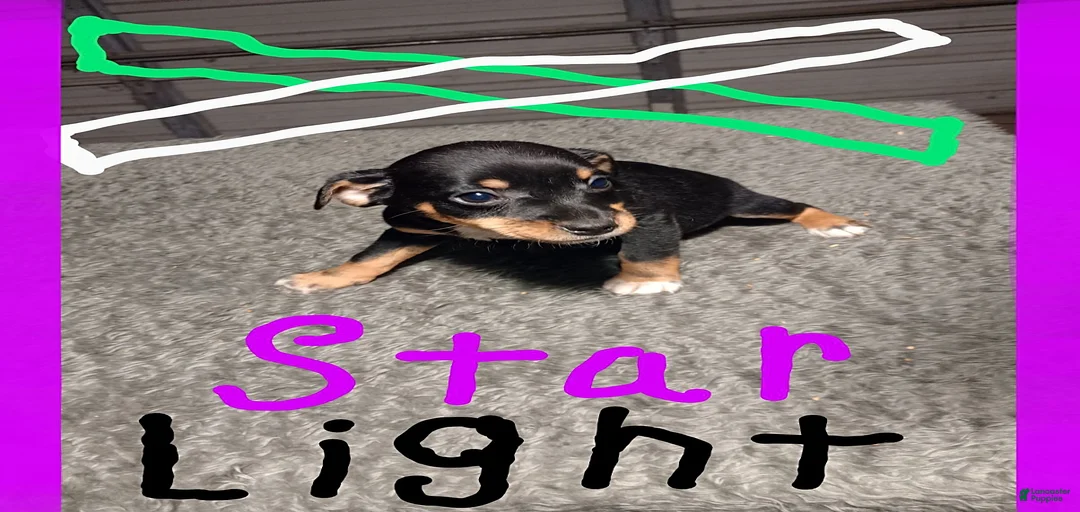 Gallery Image {{count}}