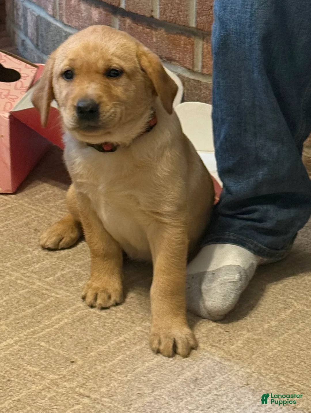 Labrador Retriever dogs for sale: Betty  - Ad 10