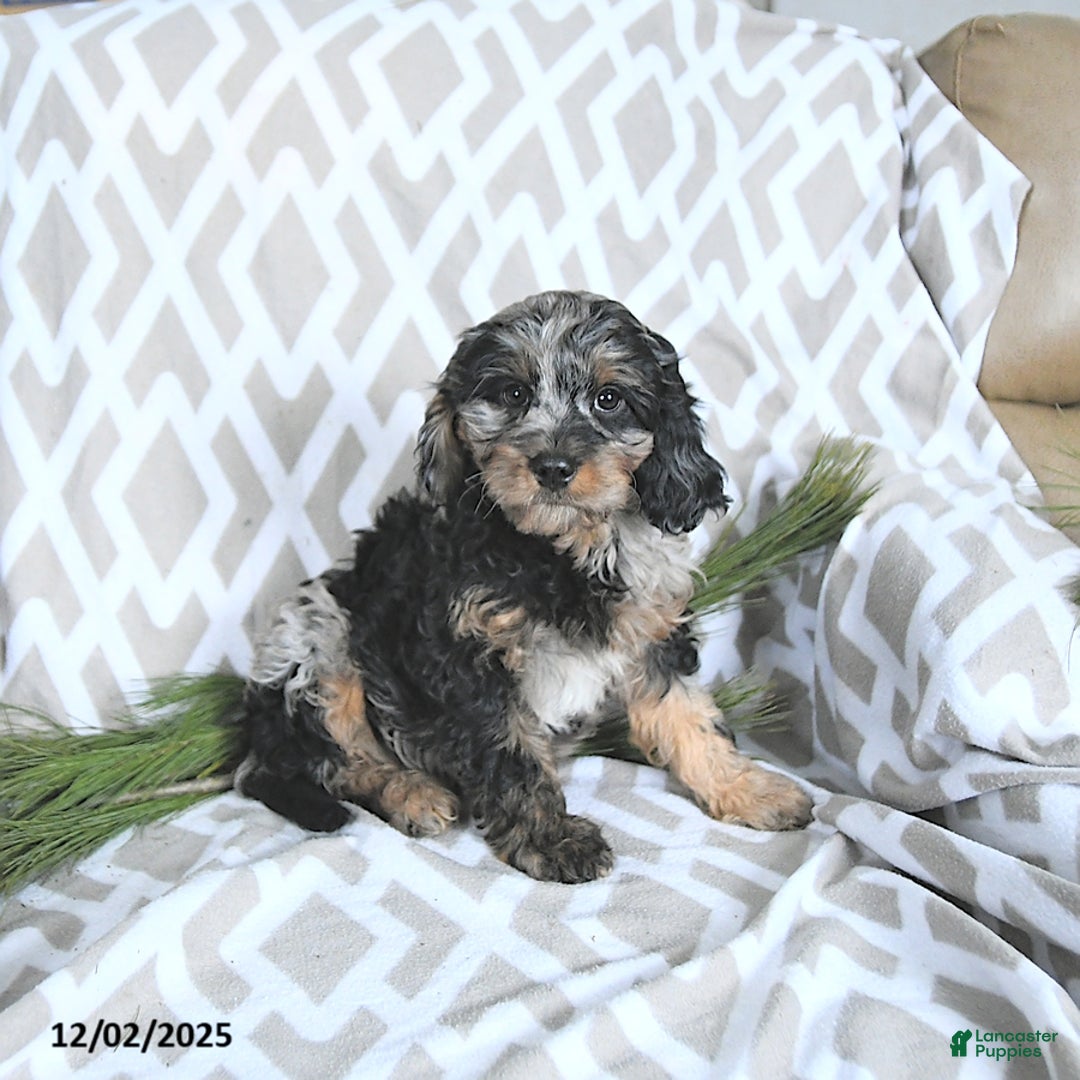 Cavapoo dogs for sale: Tinsel - Ad 5