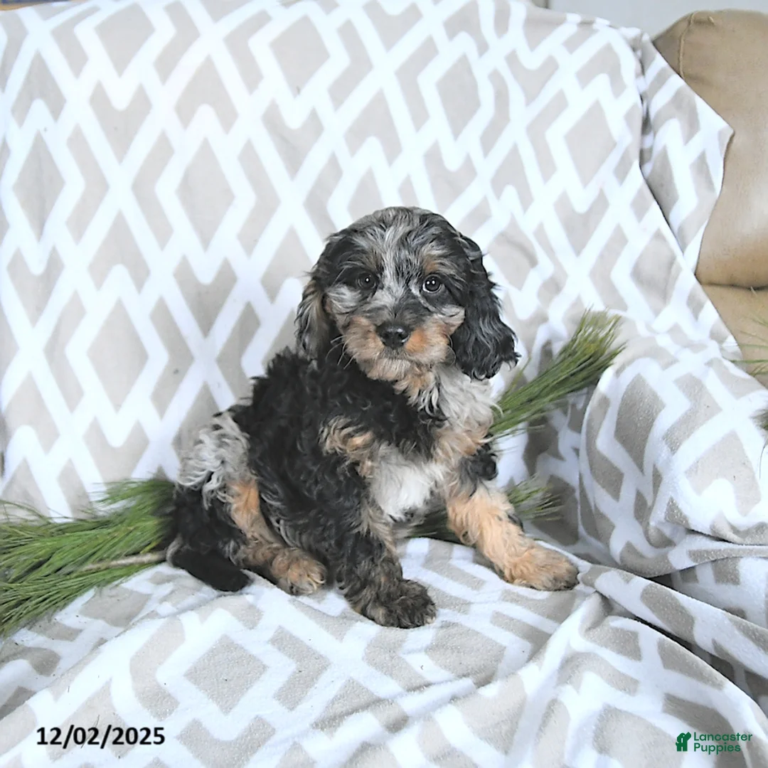 Cavapoo dogs for sale: Tinsel - Ad 5