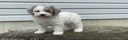 Miniature Poodle dogs for sale: Dimples Miniature Poodle  - Ad 6