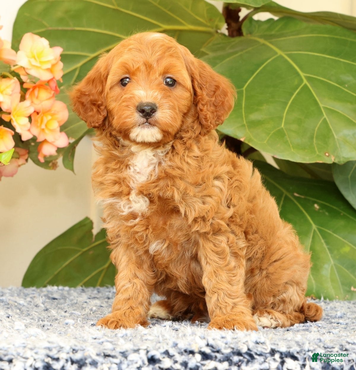 Cavapoo dogs AJ - Ad 1