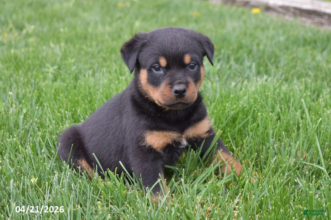 Rottweiler dogs for sale: Rambo - Ad 6