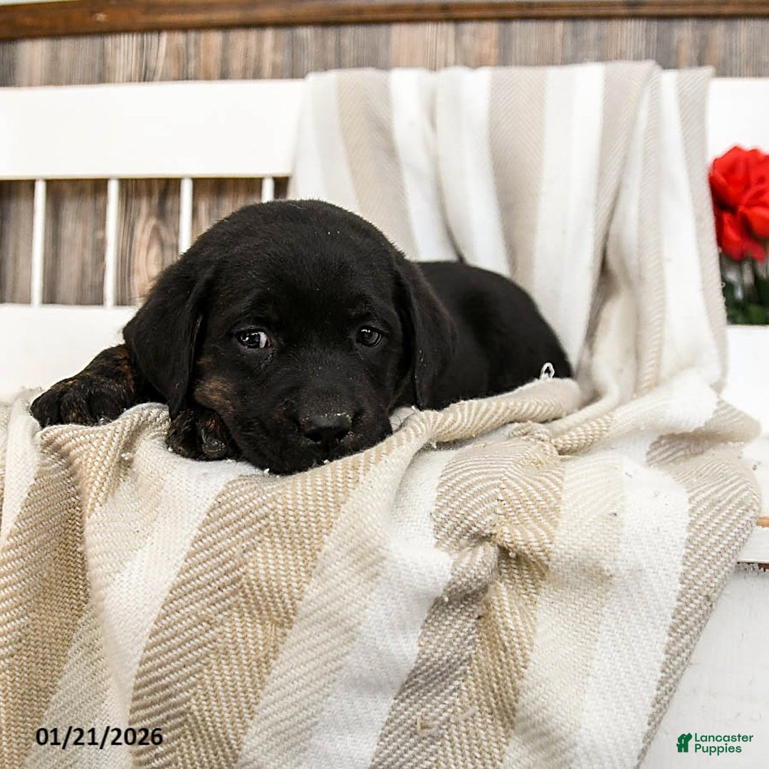 Labrador Retriever dogs for sale: Cupcake - Ad 4