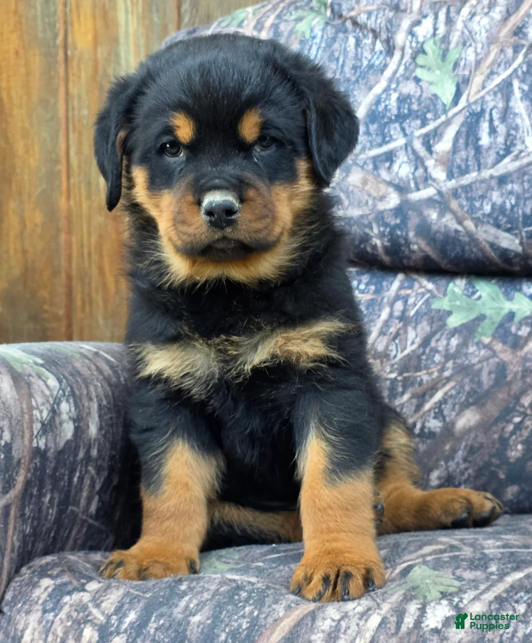 Rottweiler dogs for sale: Bryson - Ad 2