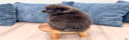 Pomeranian dogs for sale: Jade - Ad 5