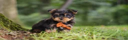 Yochon dogs for sale: Teddy - Ad 3