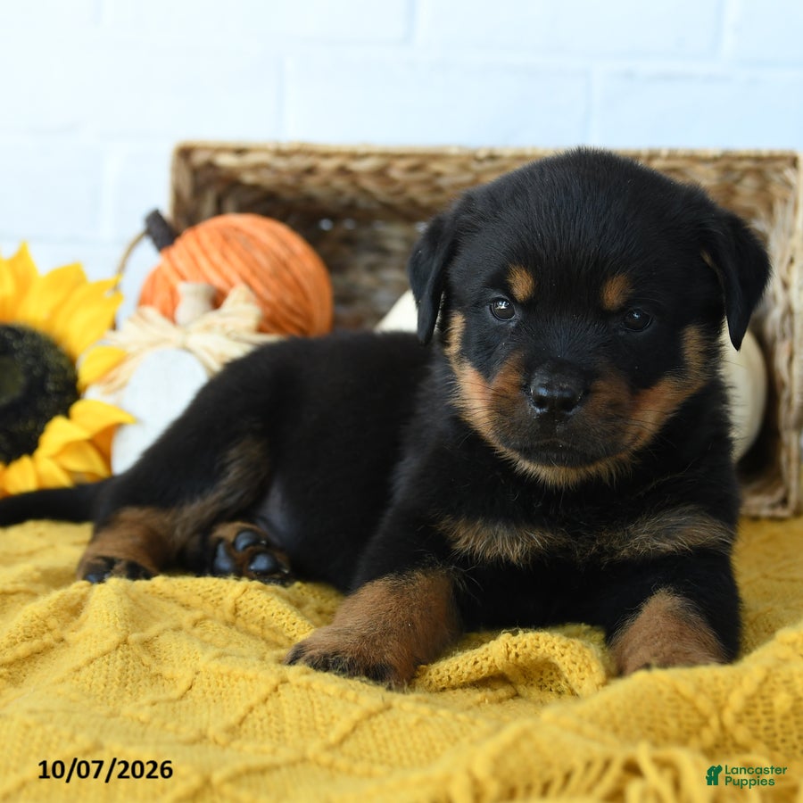 Rottweiler dogs Knox - Ad 2
