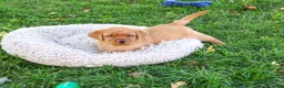 Labrador Retriever dogs for sale: Ricky - Ad 3