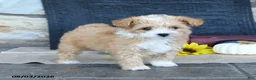 Maltipoo dogs for sale: Donna - Ad 3
