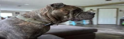 Cane Corso dogs for sale: Cane Corso 2 - Ad 94