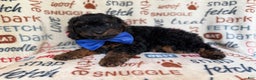 Cockapoo dogs for sale: Pecan - Ad 8