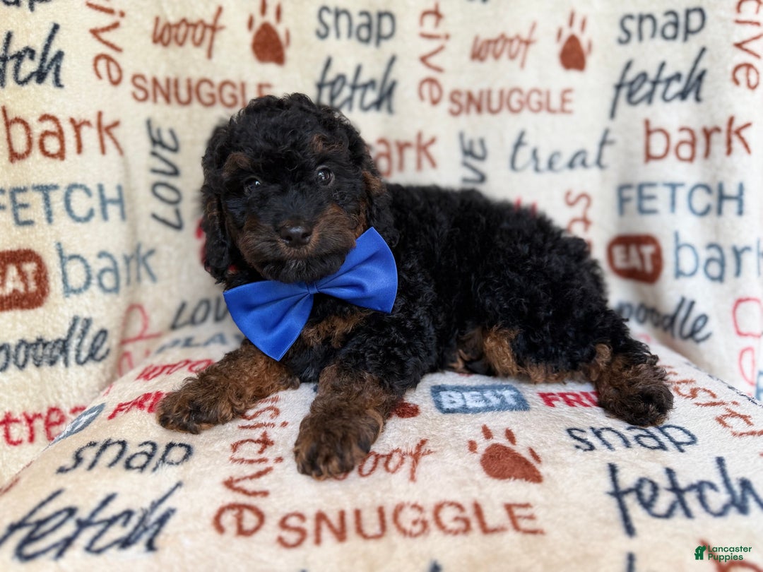 Cockapoo dogs for sale: Pecan - Ad 8