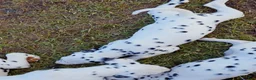 Dalmatian dogs for sale: Paige - Ad 3