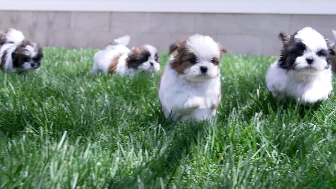 Gallery Image {{count}}