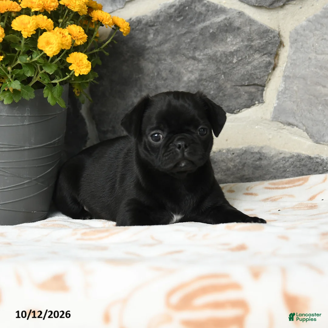 Pug dogs for sale: Mochi - Ad 2