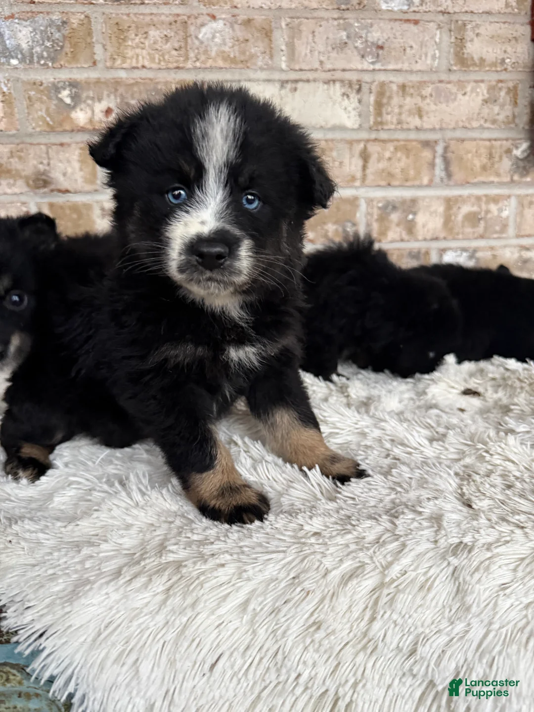 Pomsky dogs for sale: Percey - Ad 4