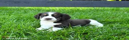 English Springer Spaniel dogs for sale: Buster - Ad 4