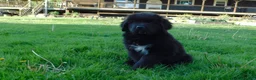 Newfoundland dogs for sale: Lark - Ad 3