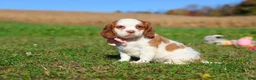 Cavalier King Charles Spaniel dogs for sale: Lola - Ad 6