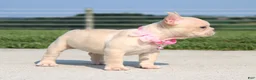French Bulldog dogs for sale: Buttercup - Ad 3