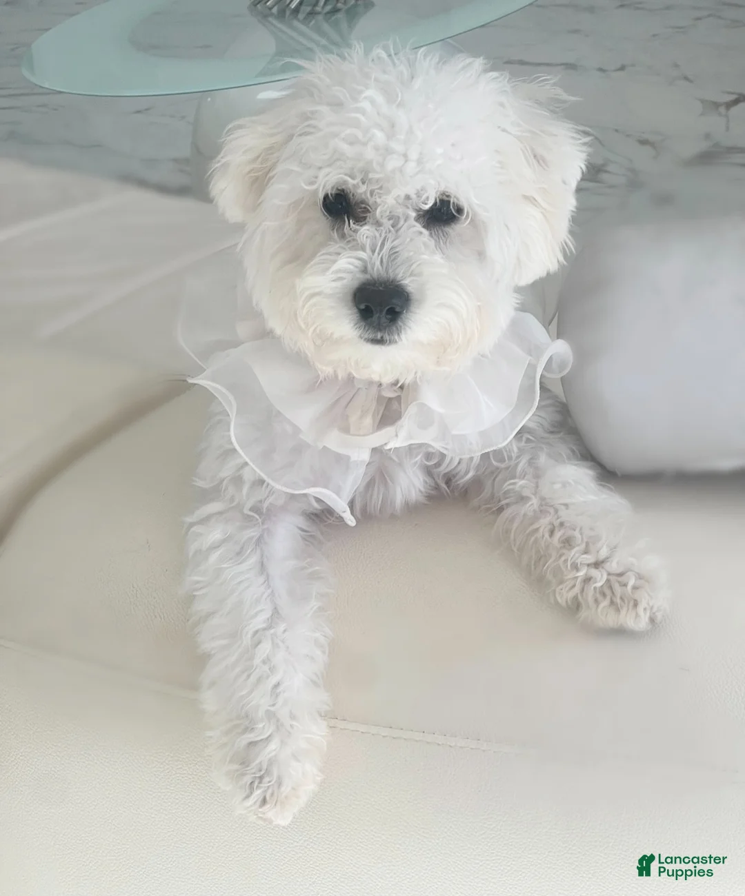 Mixed Breed dogs for sale: Princess - Ad 2