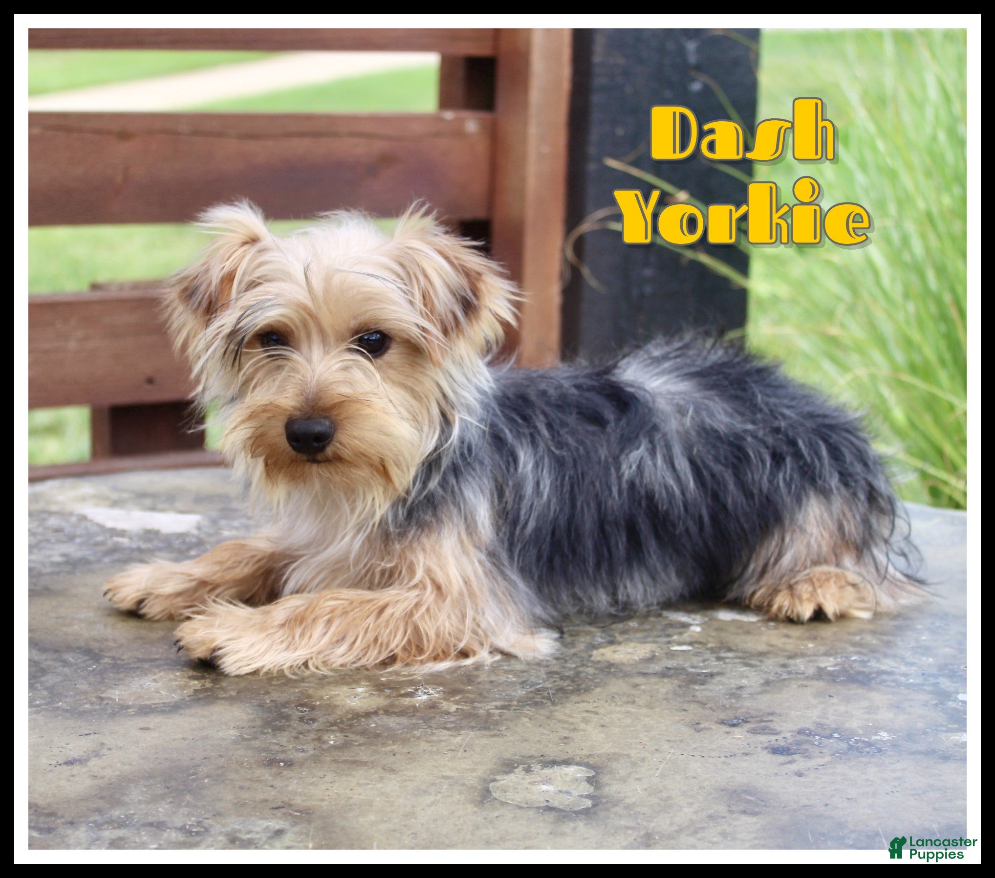 Yorkshire Terrier dogs Dash - Ad 1