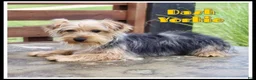 Yorkshire Terrier dogs for sale: Dash - Ad 1