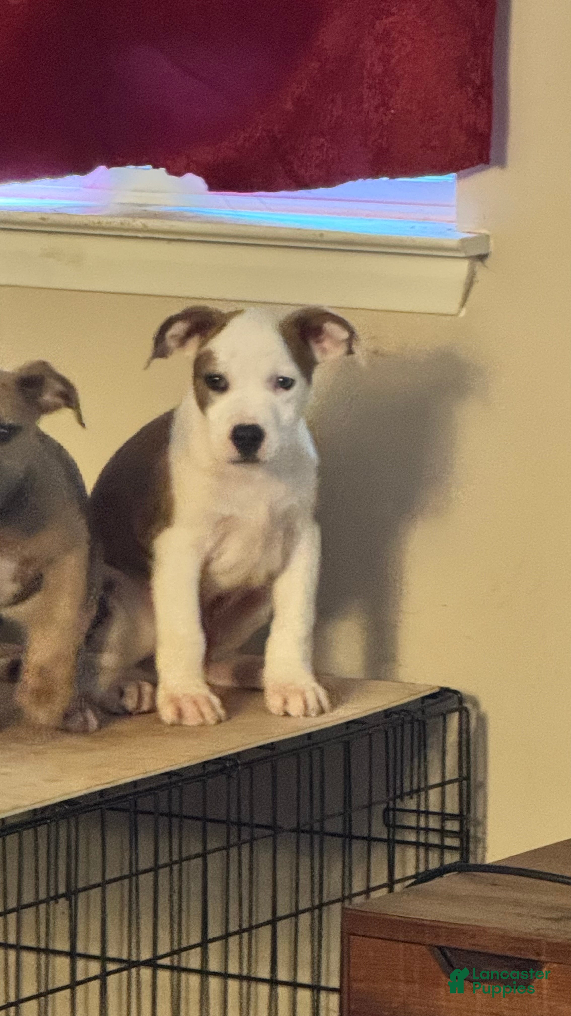 American Bully dogs American Bully Puppy 3 (Rex) - Ad 2