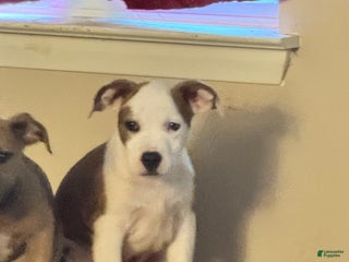 American Bully dogs American Bully Puppy 3 (Rex) - Ad 28