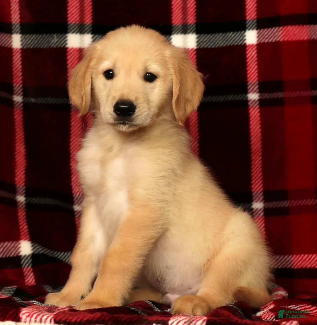 Golden Retriever dogs for sale: Rocky - Ad 2