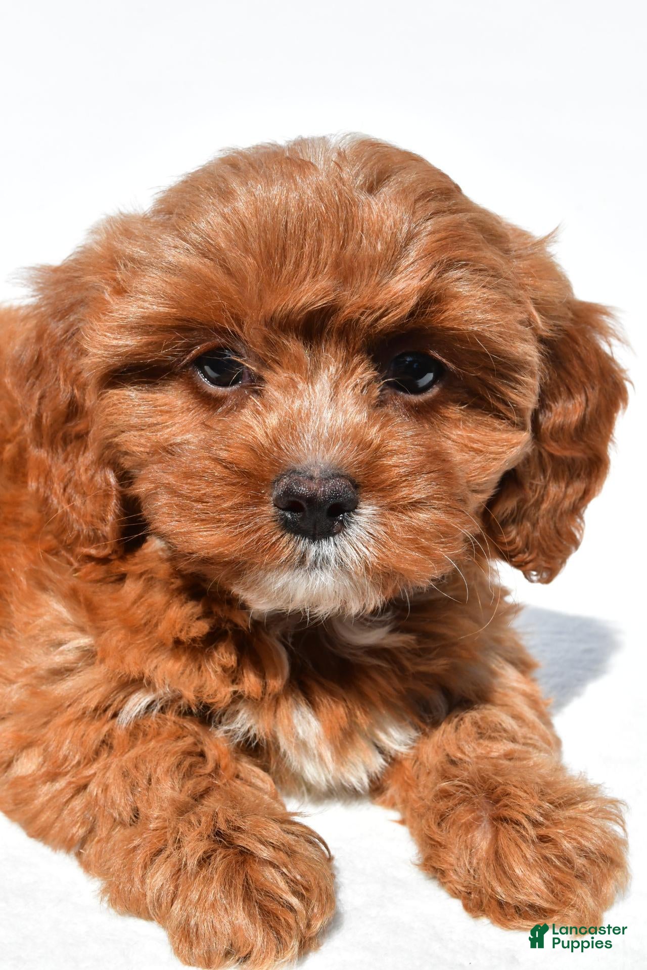Cavapoo dogs Jessie - Ad 1