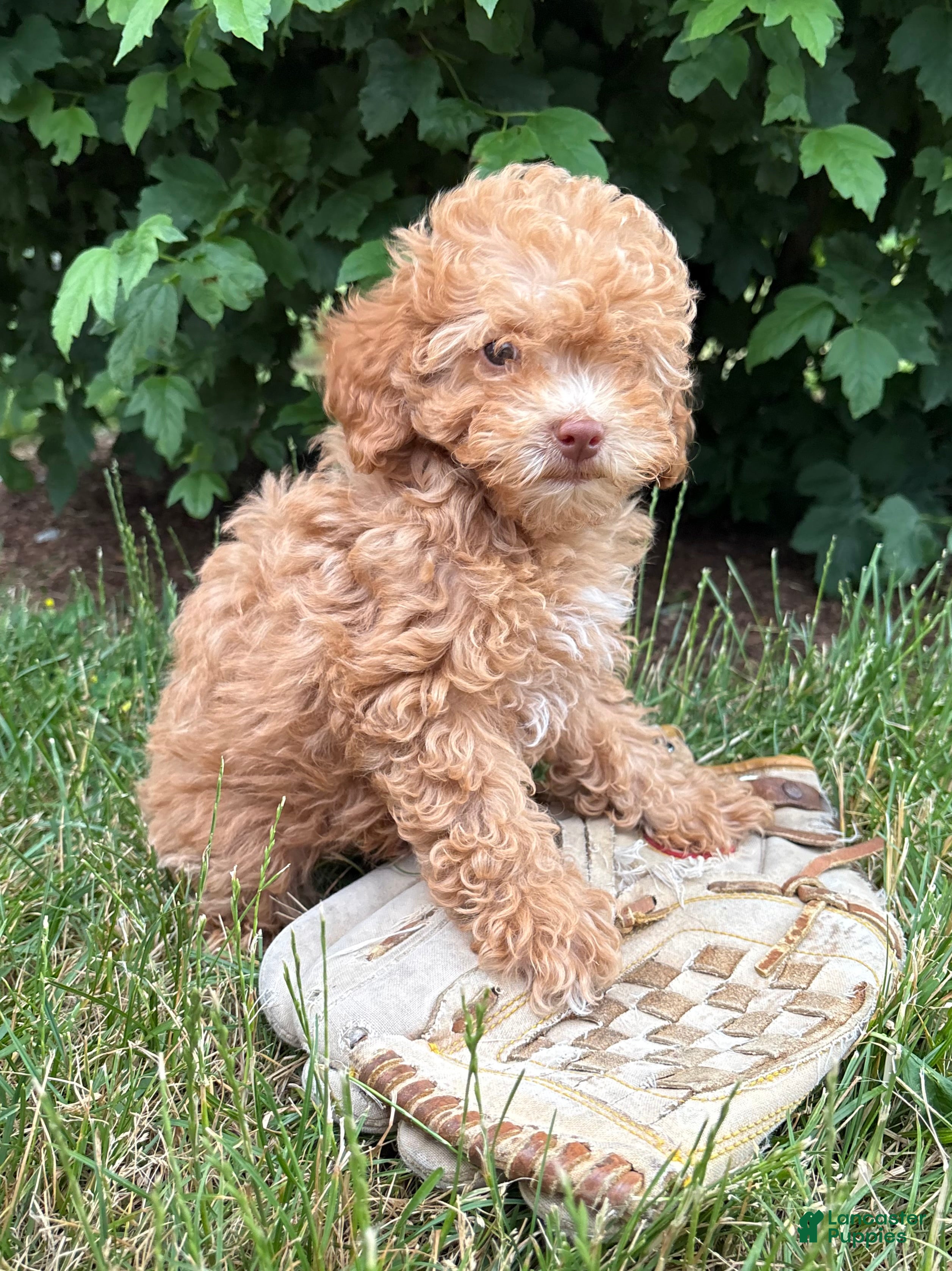 Miniature Poodle dogs Phoenix - Ad 2
