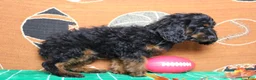 Cockapoo dogs for sale: Toffee  - Ad 17