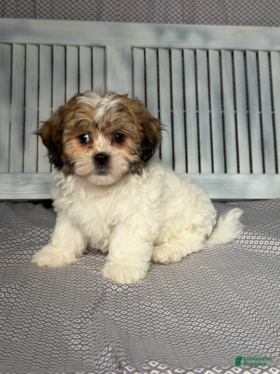 Teddy Bear dogs for sale: Millie - Ad 2