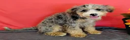 Mini Bernedoodle dogs for sale: Polly - Ad 3