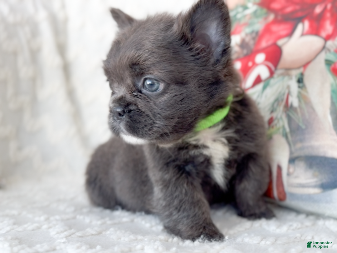 French Bulldog dogs for sale: Cupid Fluffy Male - Ad 4
