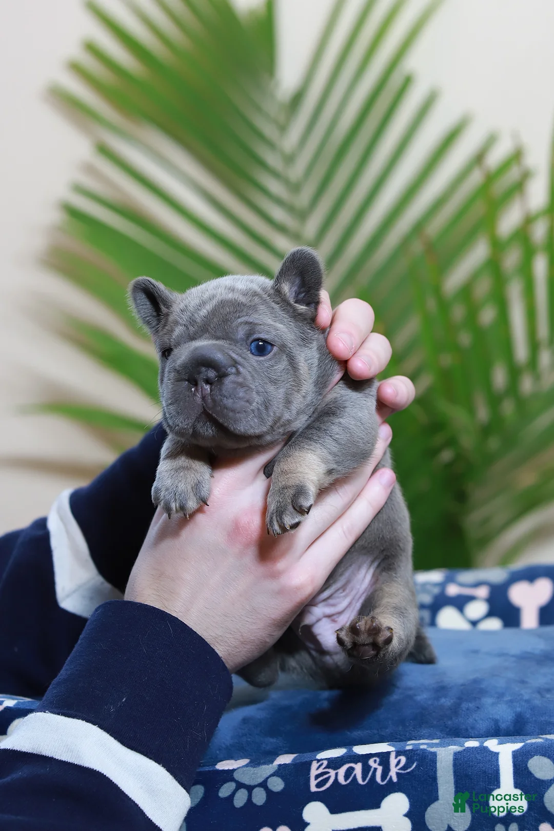 French Bulldog dogs for sale: Ralf  - Ad 4