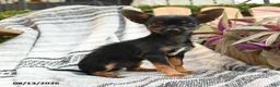 Mixed Breed dogs for sale: Ashley - Ad 3