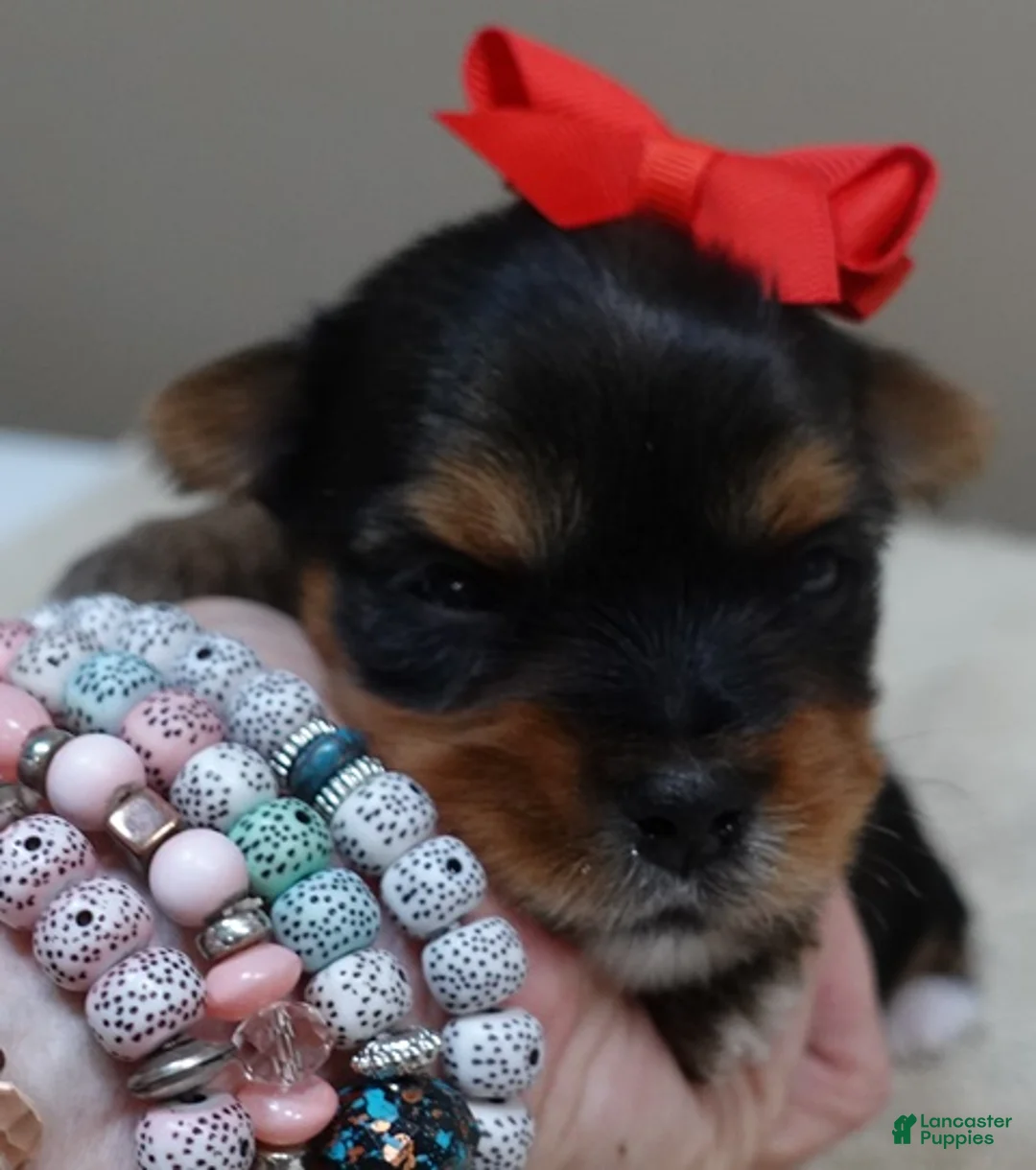Yorkshire Terrier dogs for sale: Peyton - Ad 2