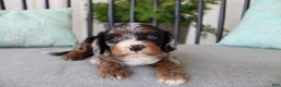 Cavapoo dogs for sale: Buttercup - Ad 8
