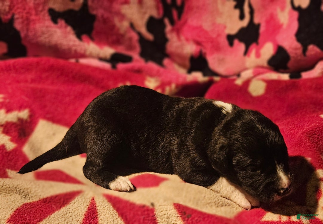 Border Collie dogs for sale: Ice - Ad 9