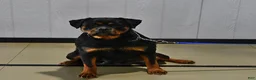 Rottweiler dogs for sale: Myles - Ad 6