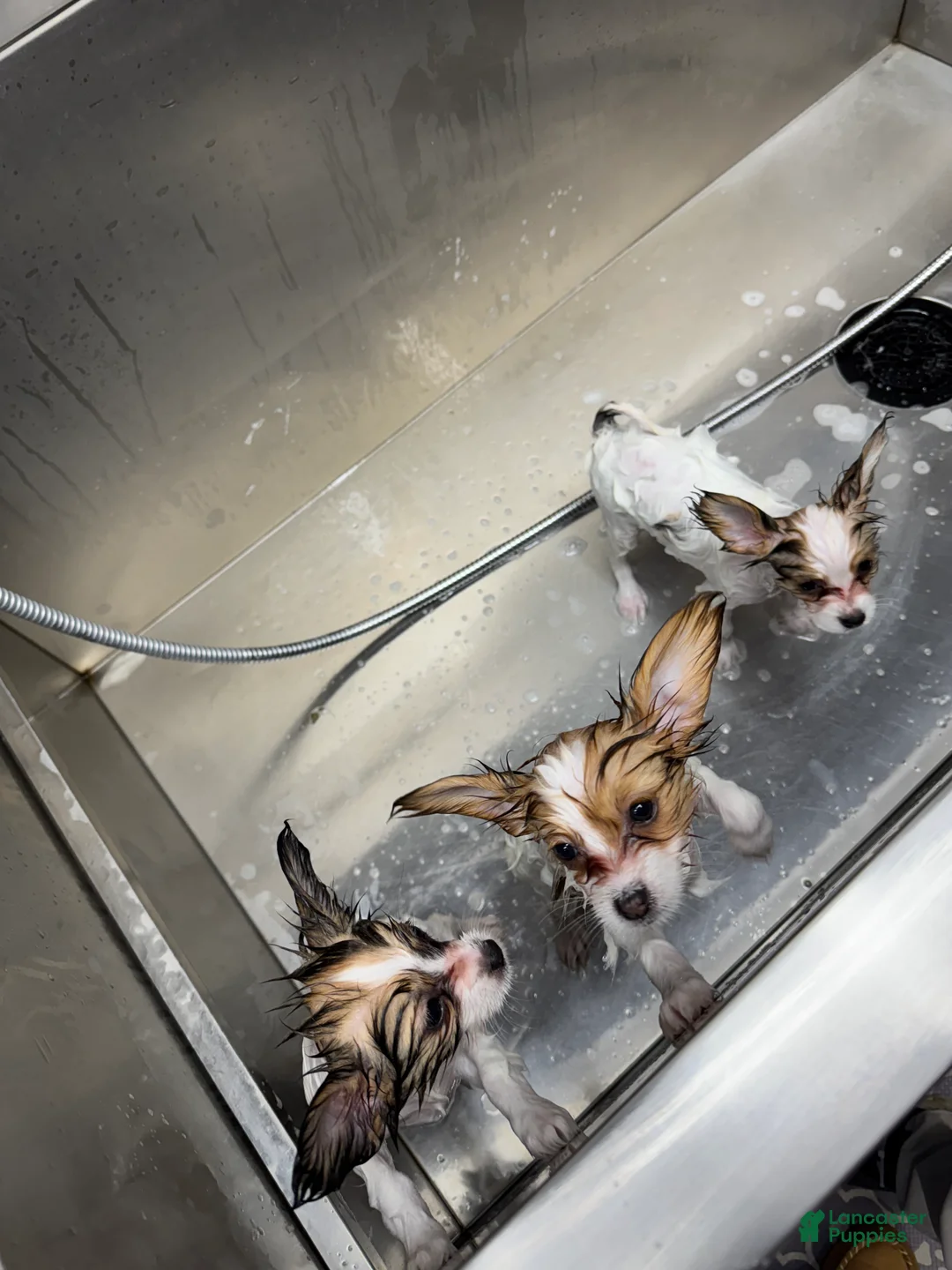 Papillon dogs for sale: Robin - Ad 4