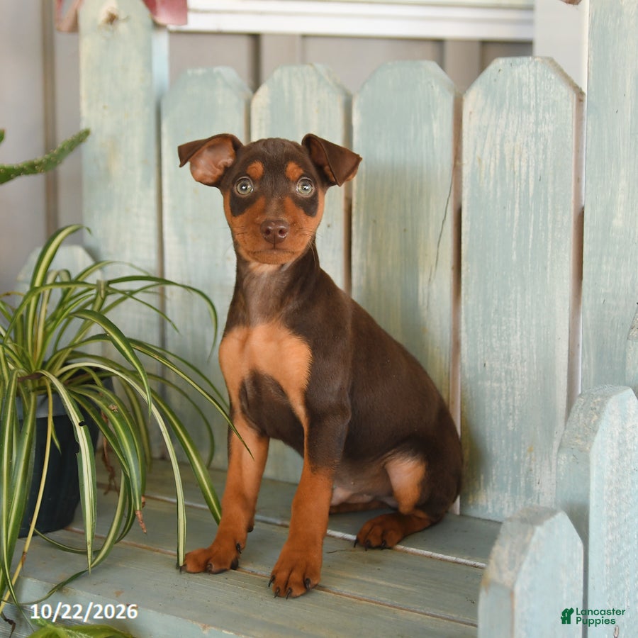 Miniature Pinscher dogs for sale: Pluto - Ad 1