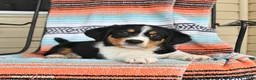Mixed Breed dogs for sale: Tucker - Ad 3