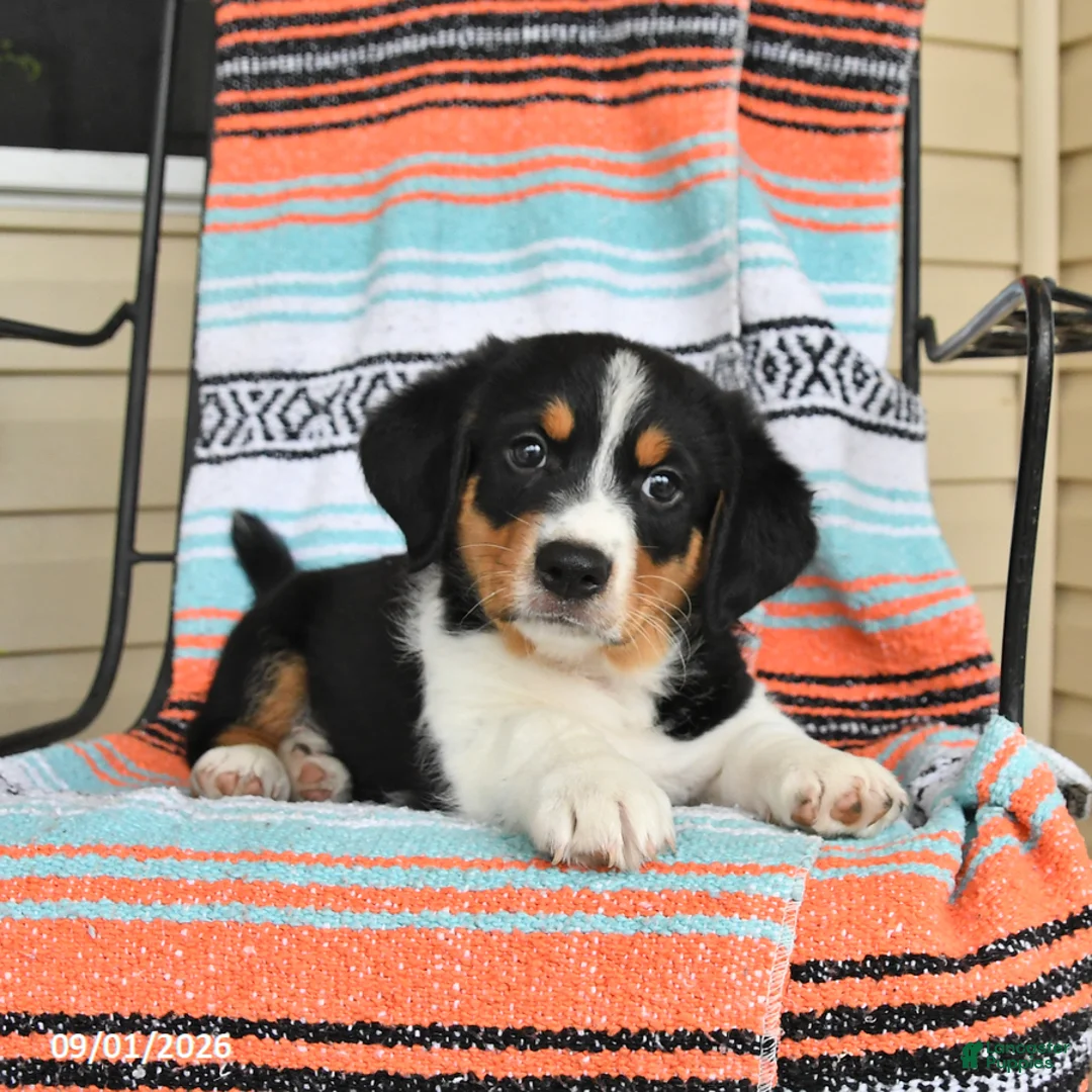 Mixed Breed dogs for sale: Tucker - Ad 3
