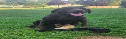 Labrador Retriever dogs for sale: Mia - Ad 5