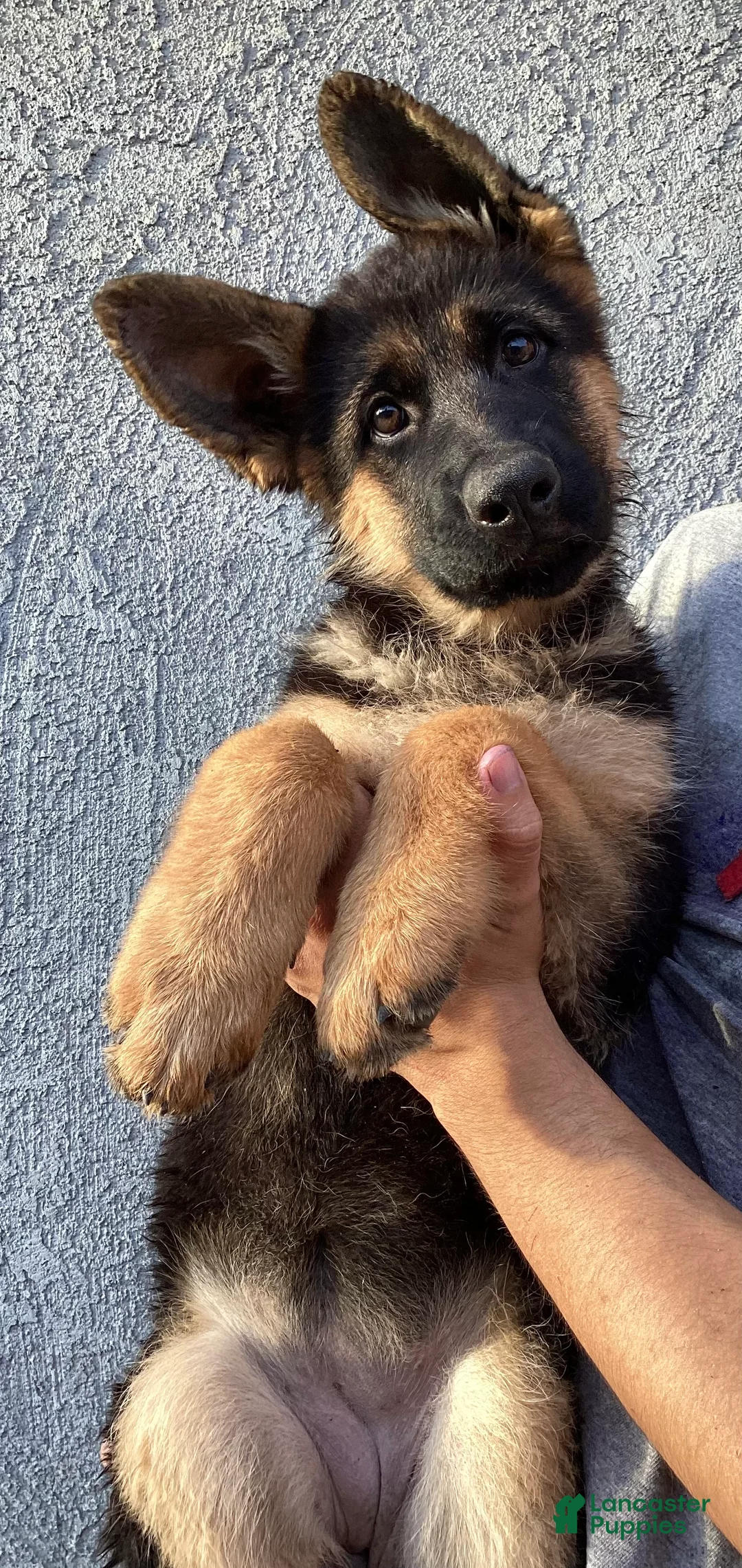 German Shepherd dogs for sale: AKC German Shepherd Pup - Ad 1